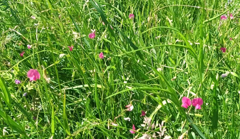 Lathyrus nissolia, photographed by Jane Concannon