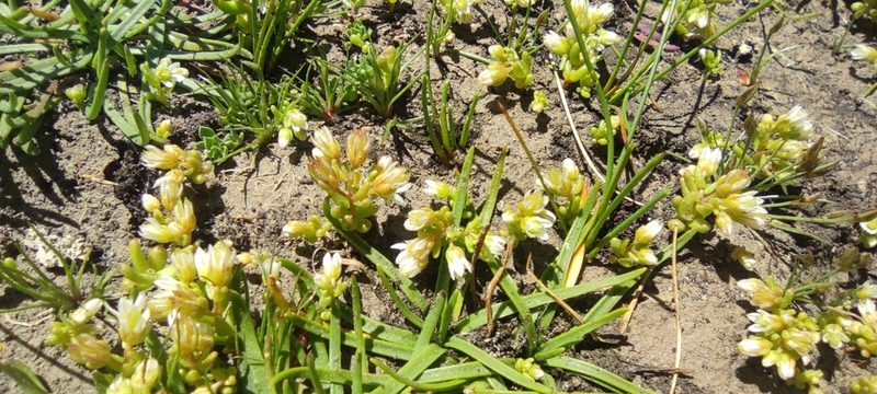 Sedum nevadense, photographed by Santiago Martín-Bravo