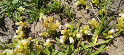 Sedum nevadense, photographed by Santiago Martín-Bravo