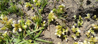 Sedum nevadense, photographed by Santiago Martín-Bravo