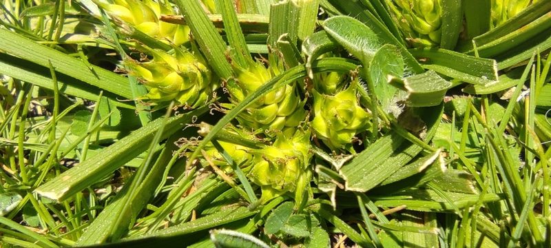Carex hordeistichos, photographed by Santiago Martín-Bravo