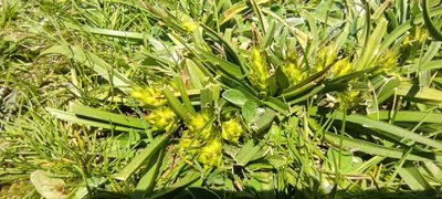 Carex hordeistichos, photographed by Santiago Martín-Bravo