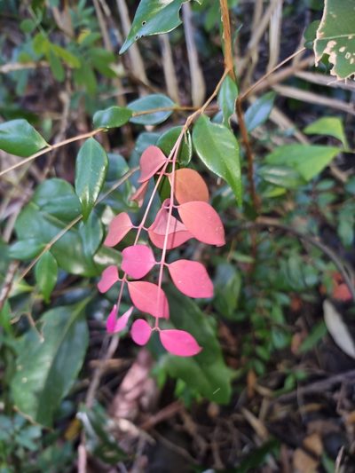 Syzygium luehmannii, photographed by Richard Dimon