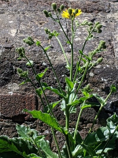 Hieracium amplexicaule, photographed by Piermario Maculan