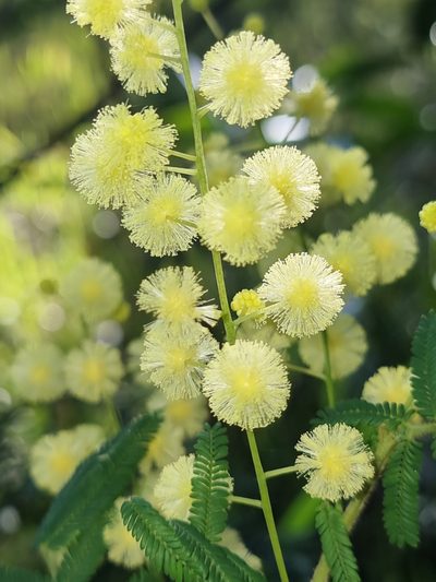 Acacia oshanesii, photographed by Richard Dimon