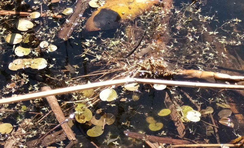Hydrocharis morsus-ranae, photographed by Jane Concannon