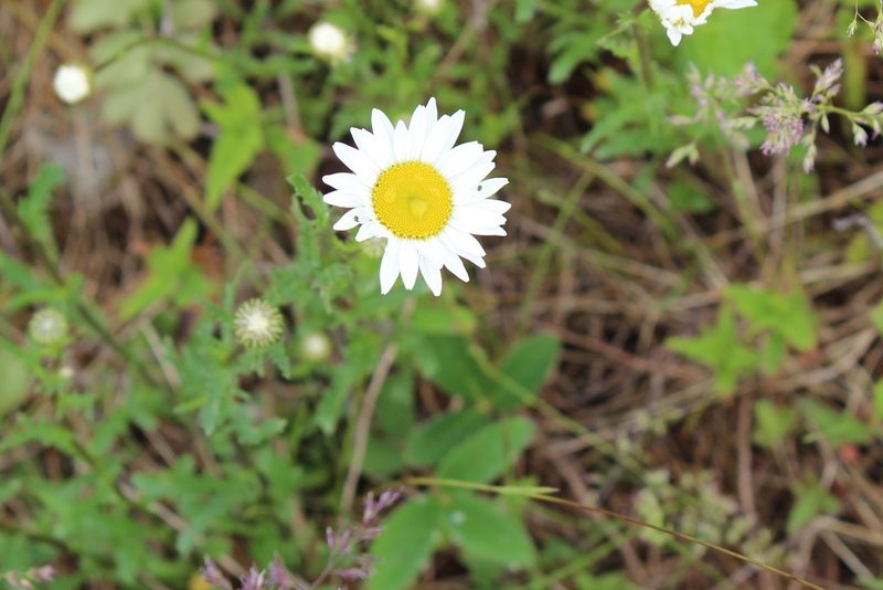 Leucanthemum vulgare, photographed by webohms