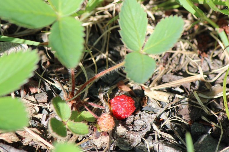 Fragaria virginiana, photographed by webohms