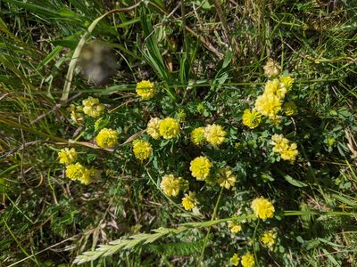Trifolium campestre, photographed by Piermario Maculan