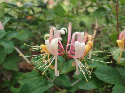 Lonicera periclymenum, photographed by Mathieu Roumet
