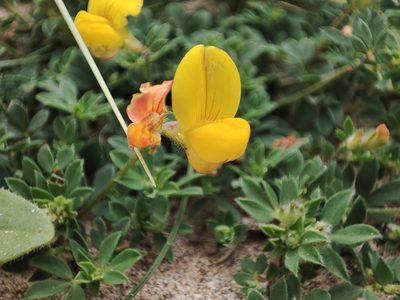 Lotus corniculatus, photographed by Mathieu Roumet
