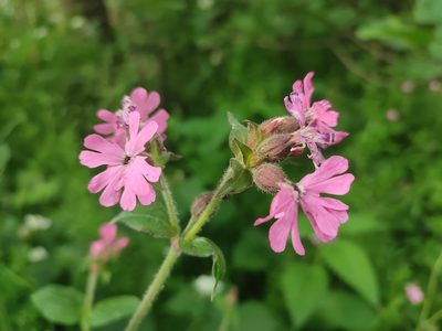 Silene dioica, photographed by Mathieu Roumet