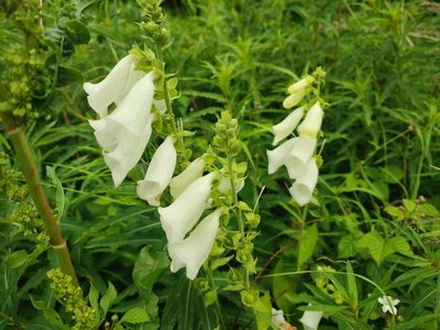 Digitalis purpurea