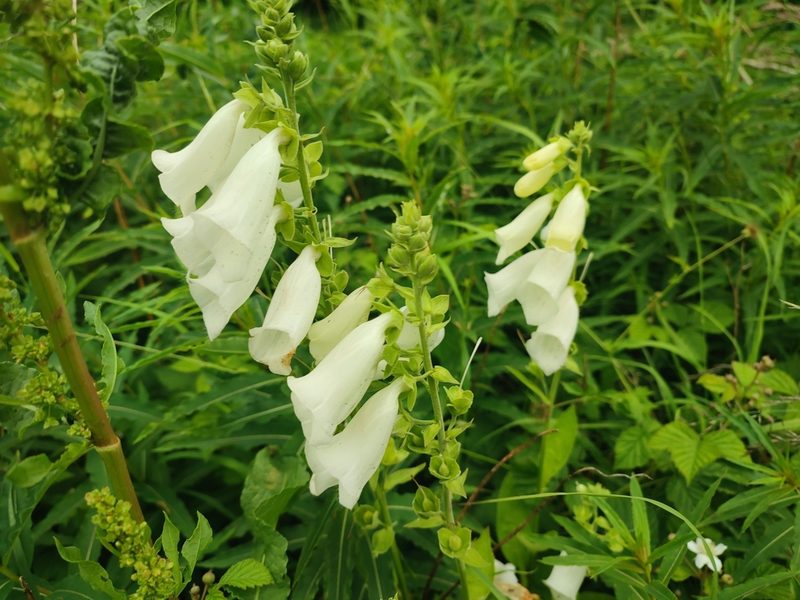 Digitalis purpurea, photographed by Mathieu Roumet