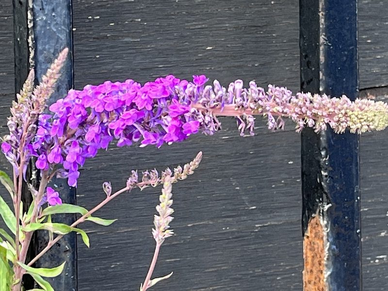 Linaria purpurea, photographed by Teresa Jegelewicz Mayfield-Meyer