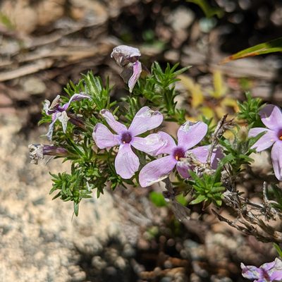 Phlox diffusa, photographed by Dominic Gentilcore