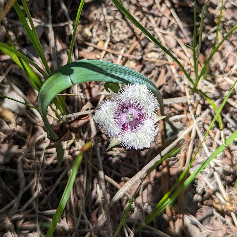 Calochortus coeruleus, photographed by Dominic Gentilcore