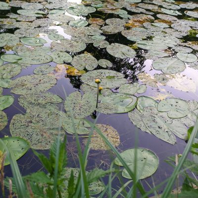Nuphar lutea, photographed by Stephan Mende