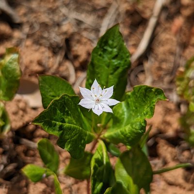 Lysimachia latifolia, photographed by Dominic Gentilcore