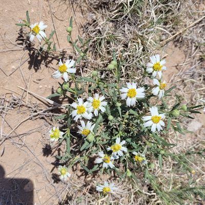 Melampodium leucanthum, photographed by RJ Baltierra
