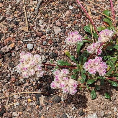 Cistanthe monosperma, photographed by Dominic Gentilcore