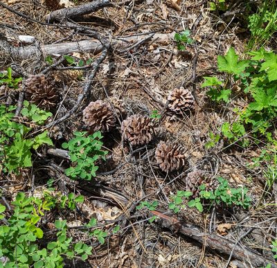 Pinus attenuata, photographed by Dominic Gentilcore