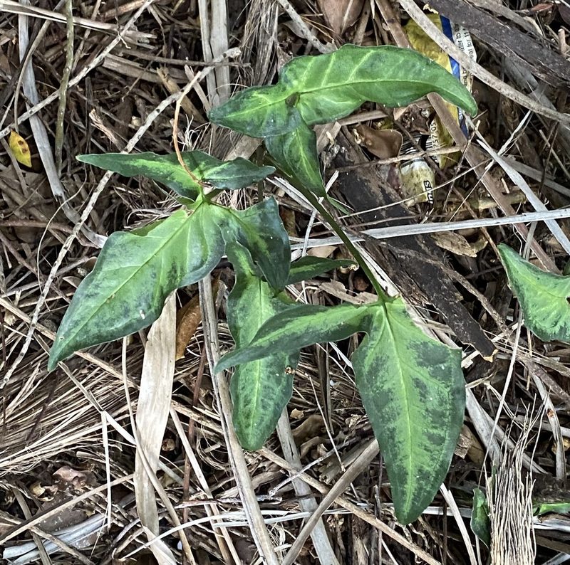 Syngonium podophyllum, photographed by Lexi Amico