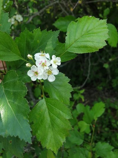Crataegus fluviatilis, photographed by Étienne Léveillé-Bourret