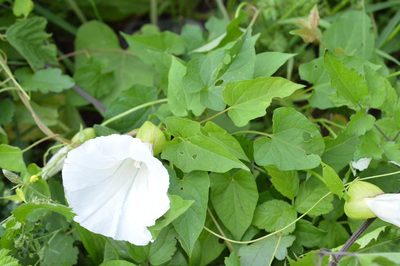 Calystegia silvatica, photographed by Dimitǎr Boevski