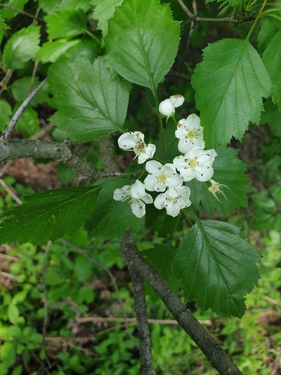 Crataegus fluviatilis, photographed by Étienne Léveillé-Bourret