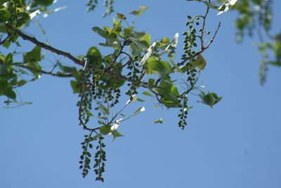 Populus deltoides, photographed by Mary Krieger