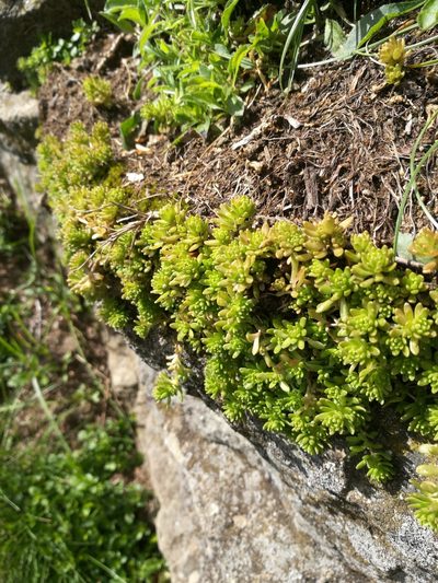 Sedum monregalense, photographed by Mattia Menchetti