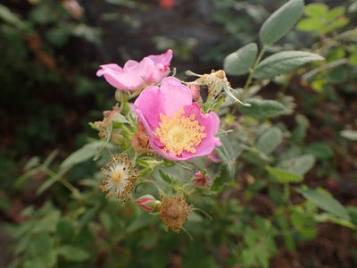 Rosa californica