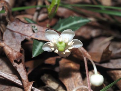 Chimaphila maculata, photographed by Jeff Clark