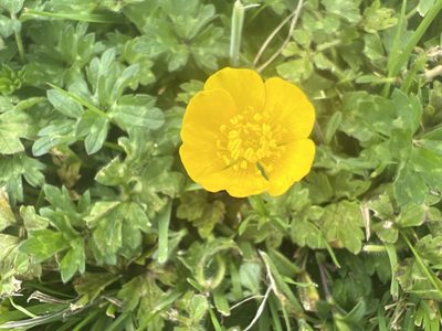 Ranunculus repens, photographed by Hazel Tzinski
