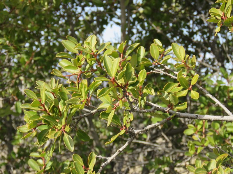 Schinus patagonica, photographed by Nicolas Olejnik