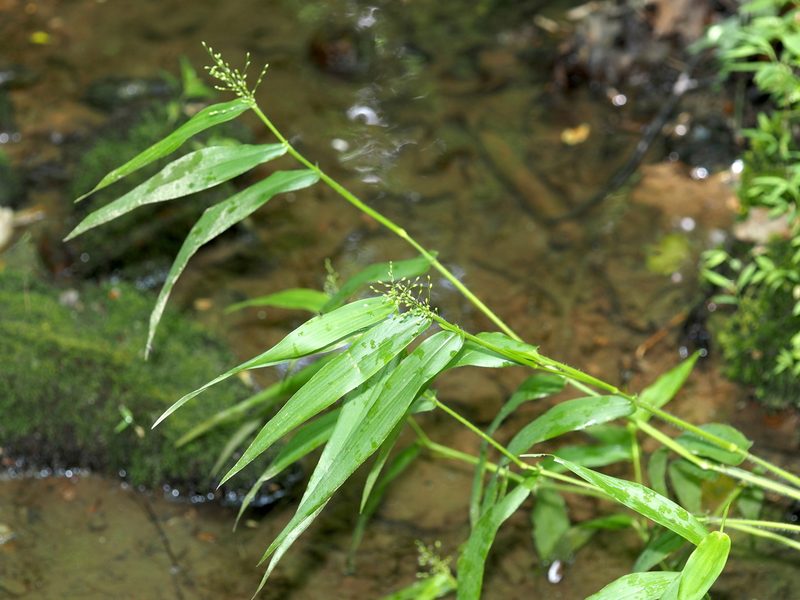 Dichanthelium clandestinum, photographed by Jeff Clark