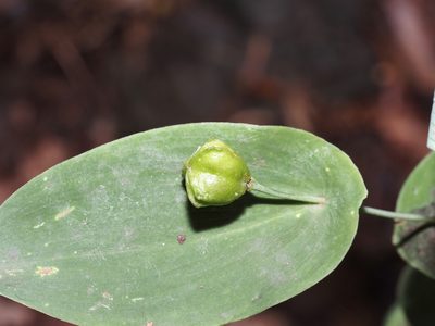 Uvularia perfoliata, photographed by Jeff Clark