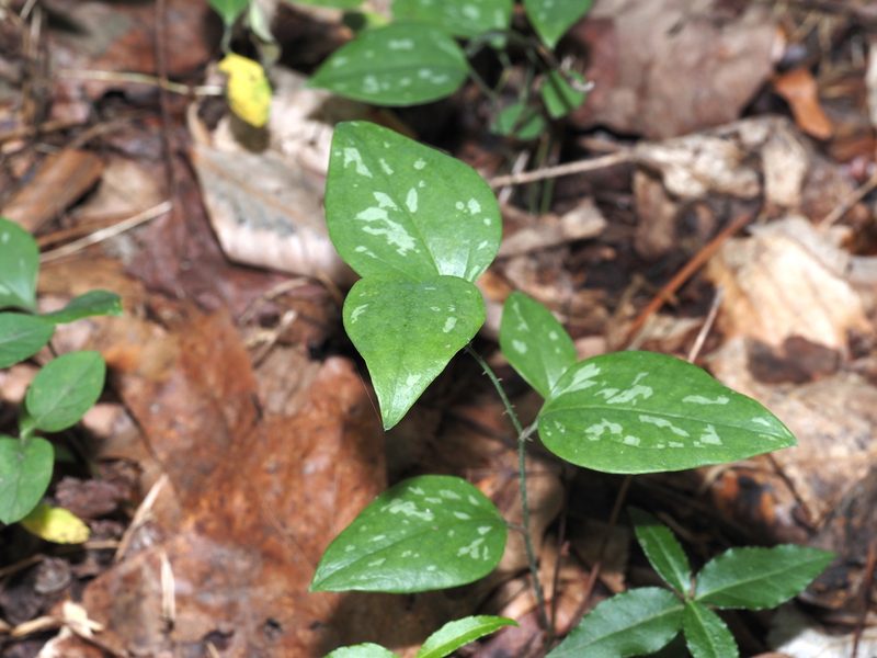 Smilax glauca, photographed by Jeff Clark