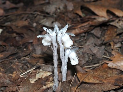 Monotropa uniflora