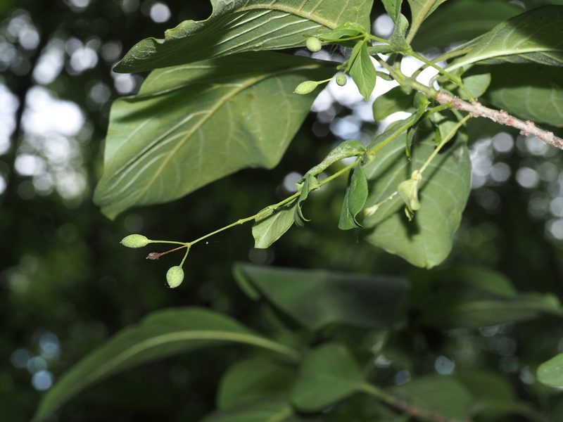 Chionanthus virginicus, photographed by Jeff Clark