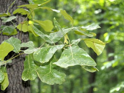 Quercus marilandica, photographed by Jeff Clark