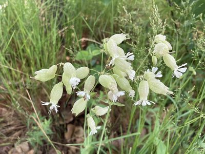 Silene vulgaris, photographed by Kira Novak