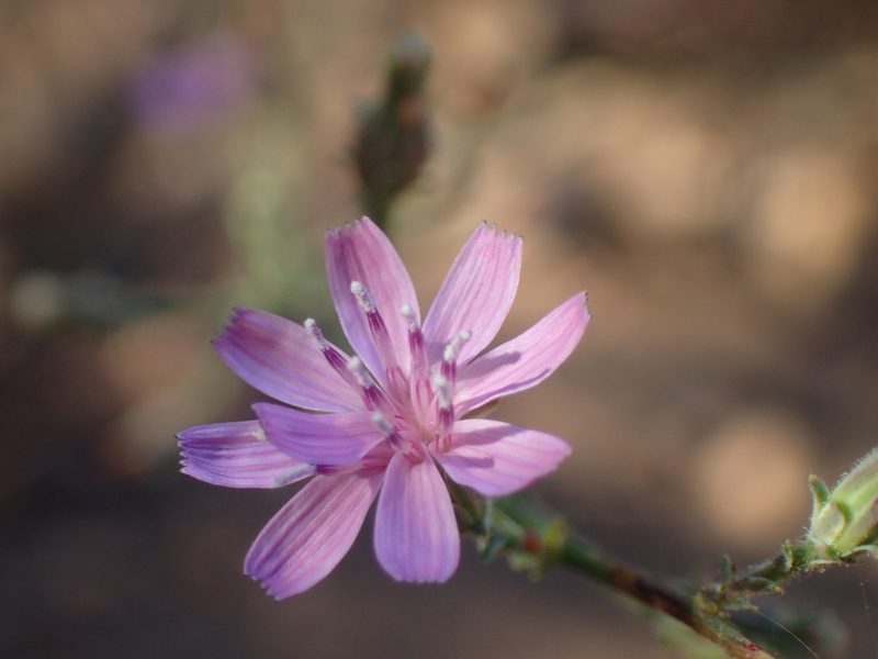 Stephanomeria elata, photographed by George Williams