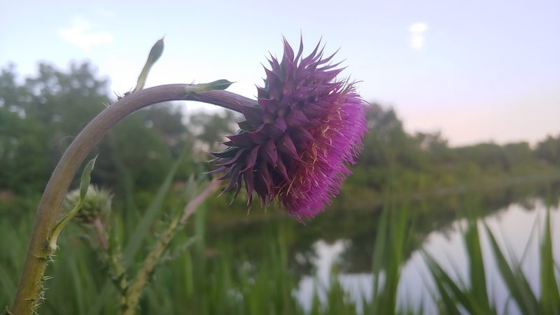 Carduus nutans, photographed by Ryan Sorrells