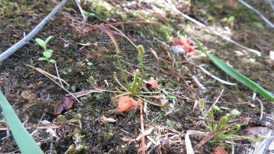 Drosera intermedia, photographed by Jara de Hoog