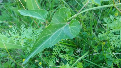 Cynanchum laeve