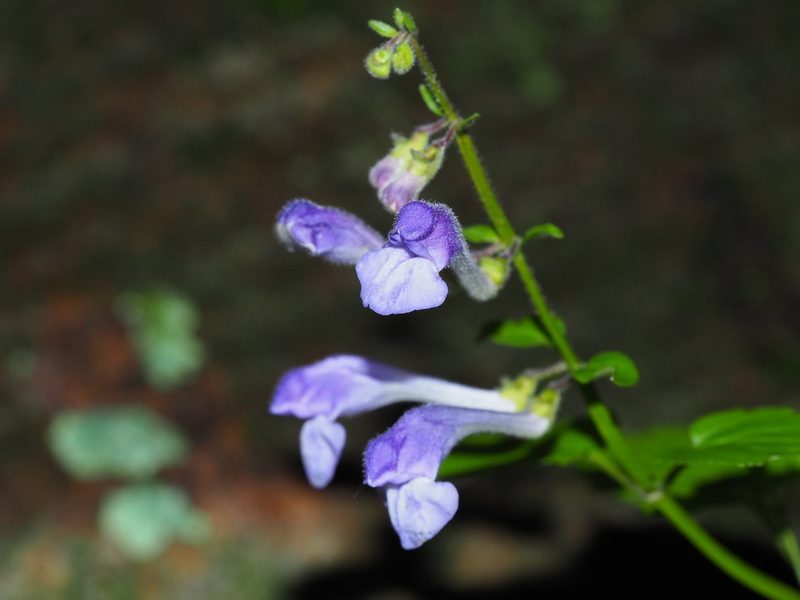 Scutellaria saxatilis, photographed by Clay Gibbons