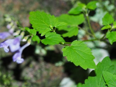 Scutellaria saxatilis, photographed by Clay Gibbons