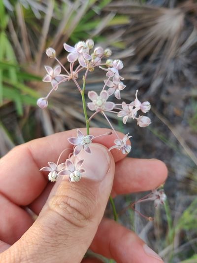 Asclepias cinerea, photographed by Scott Allen Davis